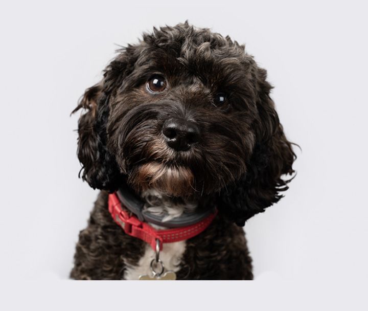 Office Dog at Fathom Financial